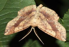 Euchlaena deplanaria