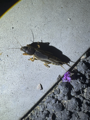 Oriental Mole Cricket