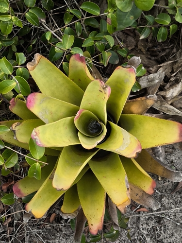 Neoregelia cruenta