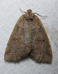 Spodolepis substriataria