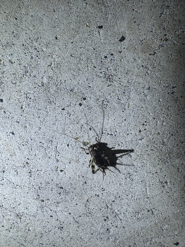 Dianemobius fascipes