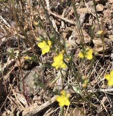 Hesperolinon breweri