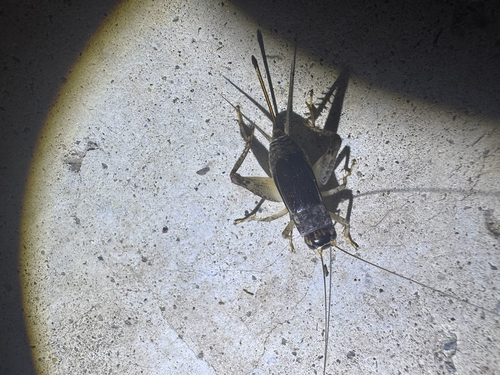 Japanese Burrowing Cricket
