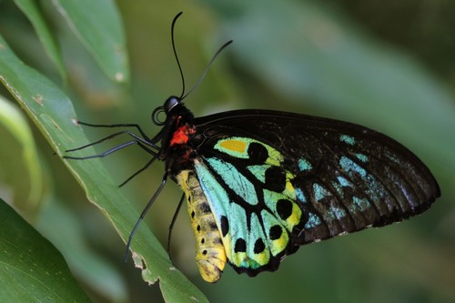 Cairns Birdwing (Ornithoptera euphorion) · iNaturalist