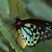 Cairns Birdwing - Photo (c) Patrick De Geest, some rights reserved (CC BY-NC), uploaded by Patrick De Geest