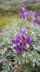 Lupinus albifrons collinus