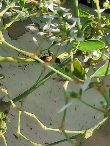 Goldenrod Soldier Beetle