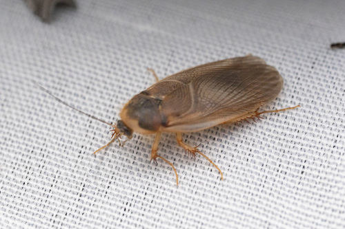 Hairy Desert Cockroach