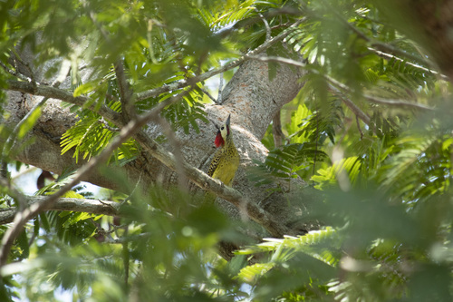 Green-barred Woodpecker