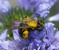 Andrena nigrocaerulea