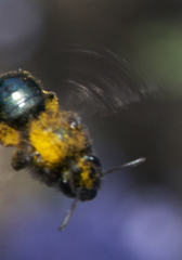 Andrena nigrocaerulea