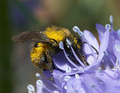 Andrena nigrocaerulea