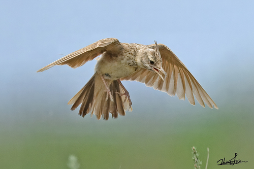 Crested Lark