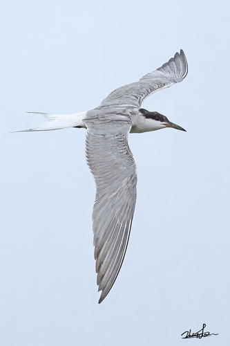 Common Tern