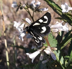 Alypia mariposa