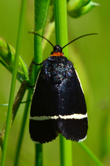 Pseudalypia crotchii