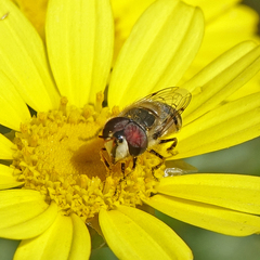 Copestylum marginatum