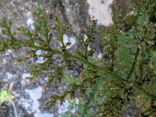 Cystopteris alpina, photograph 2