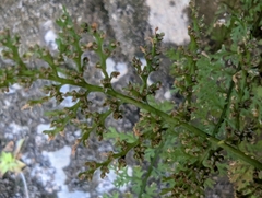 (c) Elias, some rights reserved (CC BY) Cystopteris alpina, photograph (c) Elias, some rights reserved (CC BY)