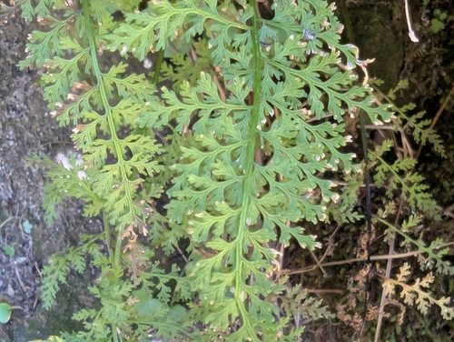 Cystopteris alpina, photograph 3