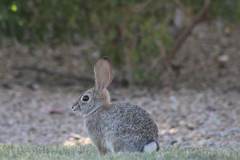 Sylvilagus audubonii