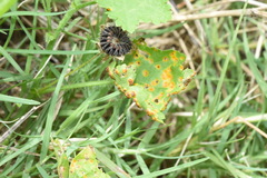 Puccinia modiolae