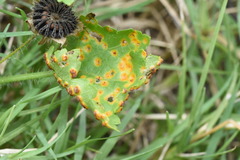 Puccinia modiolae