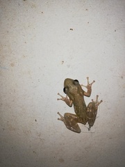 Dendropsophus sanborni