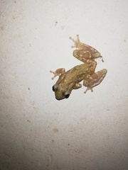 Dendropsophus sanborni