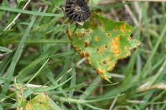 Puccinia modiolae