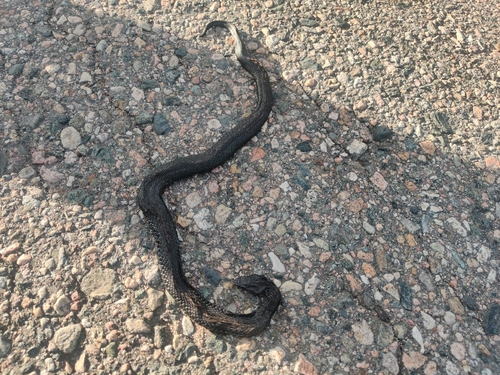 Adder