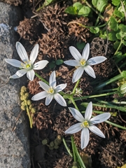Ornithogalum umbellatum