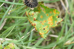 Puccinia modiolae