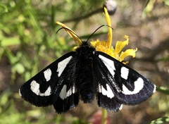 Alypia mariposa