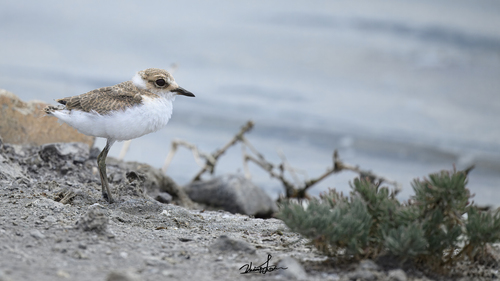Kentish Plover