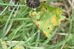 Puccinia modiolae
