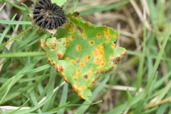 Puccinia modiolae
