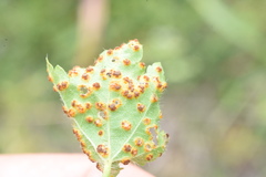 Puccinia modiolae