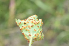 Puccinia modiolae