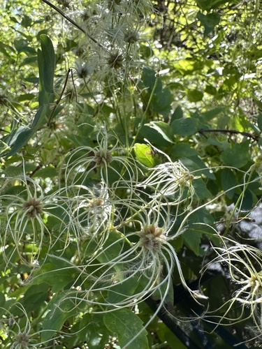 Western White Clematis