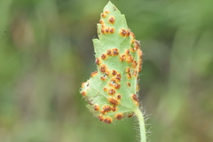 Puccinia modiolae