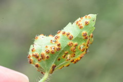 Puccinia modiolae