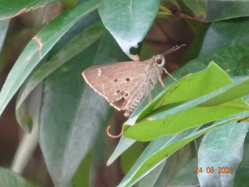 Suastus gremius gremius