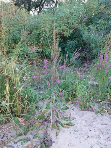 Lythrum virgatum, photograph 6