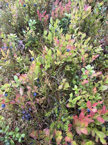 common bilberry
