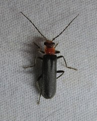 Podabrus conspiratus