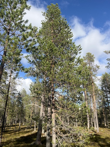 Scots pine