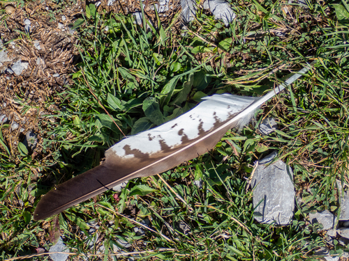 Plume de Buse variable