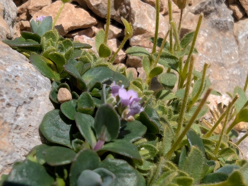 Noccaea rotundifolia, photograph 1
