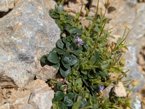 Noccaea rotundifolia, photograph 2